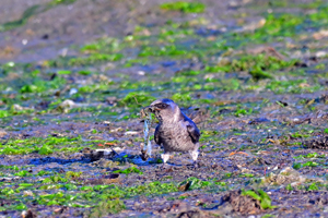 Purple Martin